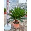 Cycas revoluta 10 l v celkovej výške 80 cm