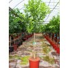 Citrus × sinensis - Pomarančovník sladký s priemerom kmeňa 6-8 cm, v celkovej výške 160-200 cm-1