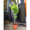 Citrus × sinensis - Pomarančovník sladký s priemerom kmeňa 6-8 cm, v celkovej výške 160-200 cm