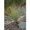 Yucca arkansana 1