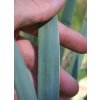 Yucca arkansana 3