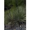 Yucca arkansana