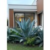 Agave americana Toliman Blue ilustračné foto dospelej rastliny-2