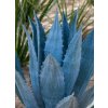 Agave americana Toliman Blue ilustračné foto dospelej rastliny-3