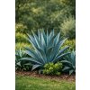 Agave americana Toliman Blue semená