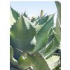Agave salmiana x Agave protoamericana F2 – Mr. Ripple Agave-1