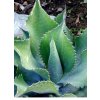 Agave salmiana x Agave protoamericana F2 – Mr. Ripple Agave-2