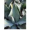 Agave salmiana x Agave protoamericana F2 – Mr. Ripple Agave-3