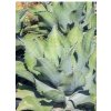 Agave salmiana x Agave protoamericana F2 – Mr. Ripple Agave semená