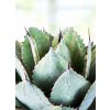 Agave parryi var. huachucensis Wakefield 1
