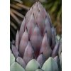 Agave parryi var. huachucensis Wakefield 2
