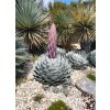 Agave parryi var. huachucensis 'Wakefield' semená