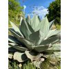 Agave ovatifolia 'Giant' semená