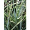 Hesperoyucca whipplei ‘Eremica’ 2
