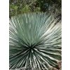 Hesperoyucca whipplei ‘Eremica’ semená