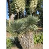 Yucca thompsoniana semená