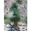 Yucca linearifolia