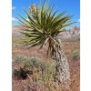Yucca schidigera 1