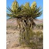 Yucca schidigera