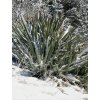 Yucca baccata var. vespertina semená