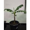 Musa basjoo v celkovej výške 140 150 cm