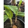 bananovnik musa dwarf cavendish 2 odnoze 1