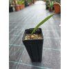 chamaerops humilis cerifera mlady semenacik