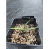 yucca decipiens mlady semenacik 4