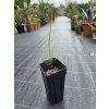 washingtonia-filifera-mlady-semenacik-6