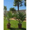 Chamaerops humilis vo výške 80 100 cm 2