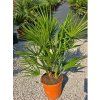 Chamaerops humilis v celkovej výške 110 cm
