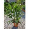 Chamaerops humilis v celkovej výške 110 cm 1