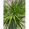 Chamaerops humilis v celkovej výške 110 cm 2
