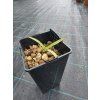 yucca mixtecana mlady semenacik 5