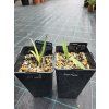 yucca torreyi mlady semenacik 4