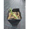 yucca torreyi mlady semenacik 3