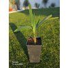 trachycarpus-wagnerianus-v-celkovej-vyske-55-cm