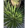 Yucca filifera v celkovej výške 70 cm-2