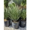 Yucca filifera v celkovej výške 70 cm