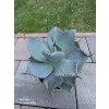 Agave pygmaea Dragon Toes v šírke 20 cm