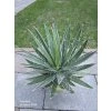 Agave filifera v šírke 30 cm-1