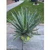 Agave filifera v šírke 30 cm