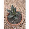 Agave impressa ‘Impressive’ v šírke 18 cm 3