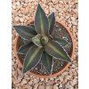 Agave impressa ‘Impressive’ v šírke 18 cm