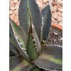 Agave impressa ‘Impressive’ v šírke 18 cm 2