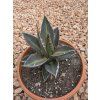 Agave impressa ‘Impressive’ v šírke 18 cm 1