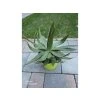 Agave garciae-mendozae v šírke 30 cm-1