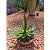 Agave garciae mendozae v šírke 38 cm 2