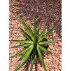 Agave garciae mendozae v šírke 38 cm 3