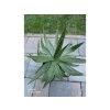 Agave garciae-mendozae v šírke 30 cm